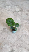 Video Alocasia Dragon Scale