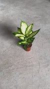 Dieffenbachia-Camilla-video