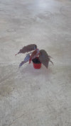 Begonia Rex Pink Spot Mini