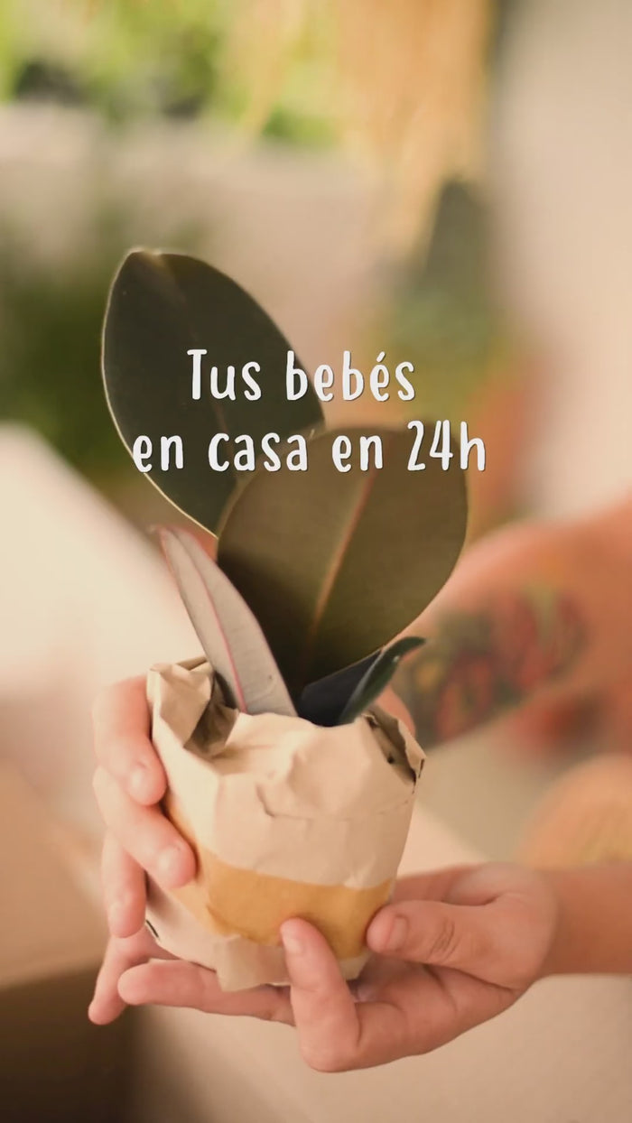 Tus plantas en casa