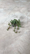 Pilea Greyzy Mini