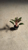 Philodendron-Pink-Bikini-video(2)