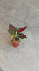 aglaonema pink m video