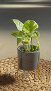 Super Mini maceta gris con soporte size
