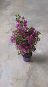 Buganvilla Morada- Bougainvillea L