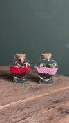 Duo Terrarios Love – Fittonia Mini