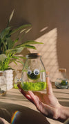 Terrario Little Monster – Marimo Ball Mini