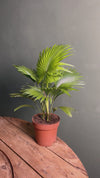 Livistona Rotundifolia – Palmera Abanico M