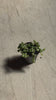 Senecio_variegado_video