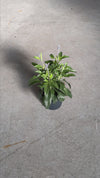 Salvia-farinacea-video