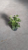 Salvia-farinacea-video