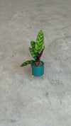 Super Mini Maceta Esmeralda Con Soporte - 6 cm