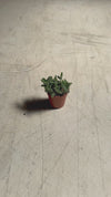 Delosperma Echinatum Mini video