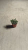 Delosperma Echinatum Mini video