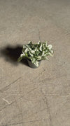 Hypoestes White Mini