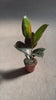 ficus-robusta-m-video