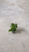 Pilea Moon Valley Mini