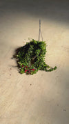 Aeschinantus Bluster  – Planta Pintalabios M