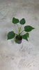Alocasia Cucullata m video