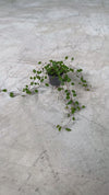 muehlenbeckia-complexa-maori-detail-video