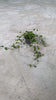 muehlenbeckia-complexa-maori-detail-video