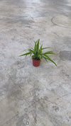 Cinta Mini - Chlorophytum