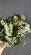Begonia_Silver_Jewel_M