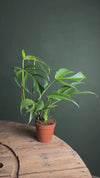 Monstera Burle Marx L