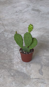 Cactus Opuntia Humifusa Mini