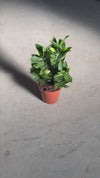 Lirio Oriental Souvenir Rosa M