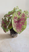 Caladium Miss Muffet L