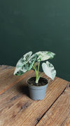 Alocasia Frydek Variegada Mini