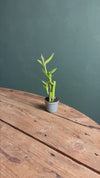 Dracaena Lucky Bamboo Maceta Mini
