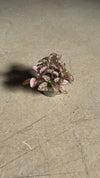 Hypoestes Pink Mini