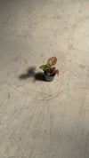 aglaonema-mini-baby-video