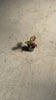 aglaonema-mini-baby-video