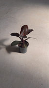 Philodendron Black Cardinal M
