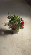 Callistemon Citrinus L