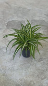 Cinta M - Chlorophytum
