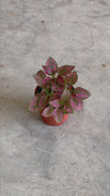Hypoestes Red Mini