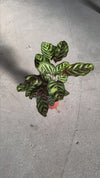 Calathea-Makoyana-video