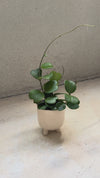 Hoya Kerrii Multihojas M