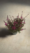 Gaura-video
