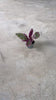 Hemigraphis-Snow-White-Mini-video
