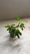 Higuera Bonsai - Ficus Carica
