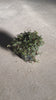 Pilea-Greyzy-M-video
