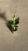 Platanera Musa Mini video