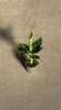 Platanera Musa Mini video