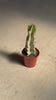 Euphorbia Cactus Variegado M video