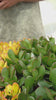 arbol de jade o crasula ovata